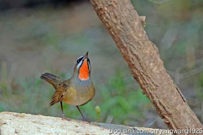 雄性红喉歌鸲（22）