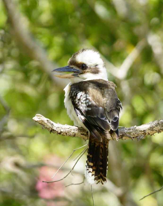 澳洲拍鸟鈥斺敿樾Υ