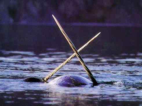 独角兽：传说的兽原型探秘（独角鲸）