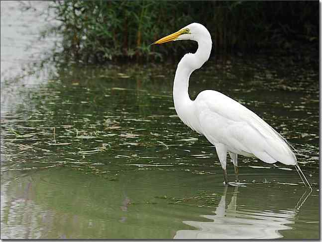 奥体公园观赏大白鹭