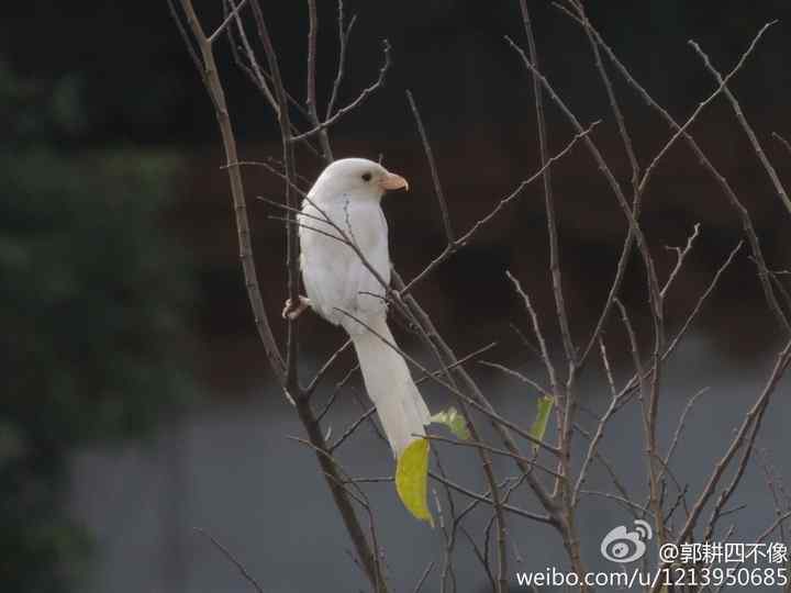 罕见的白化伯劳