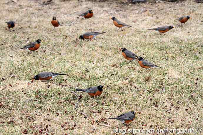 北美知更鸟(1) 北美知更鸟(1)