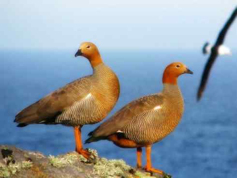 欣赏:美丽的草雁 欣赏:美丽的草雁