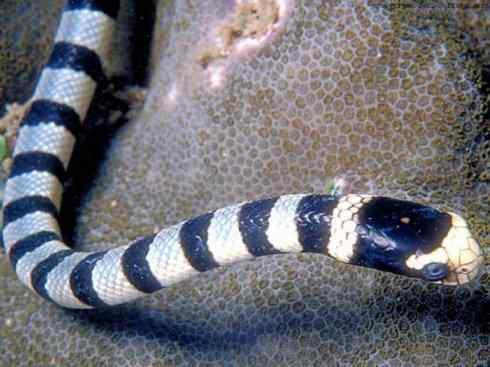 龙：传说的兽原型探秘（海蛇类）