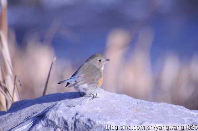 变焦（70-300）拍鸟儿【原版片】