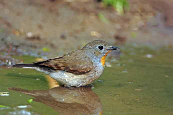 雄性红喉姬鹟(8) 雄性红喉姬鹟(8)