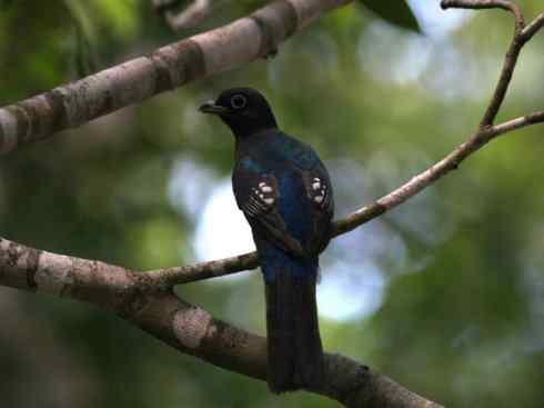 鸟类之最：凤尾绿咬鹃