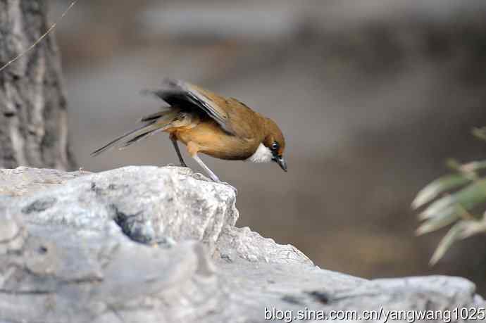 北京又现新品种(白喉噪鹛) wbr2