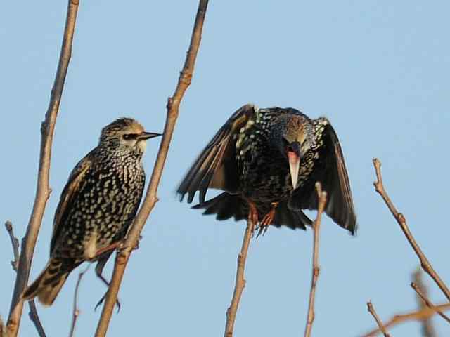 【亚平宁半岛之旅 wbr. wbr紫翅椋鸟】 【亚平宁半岛之旅 wbr. wbr紫翅椋鸟】