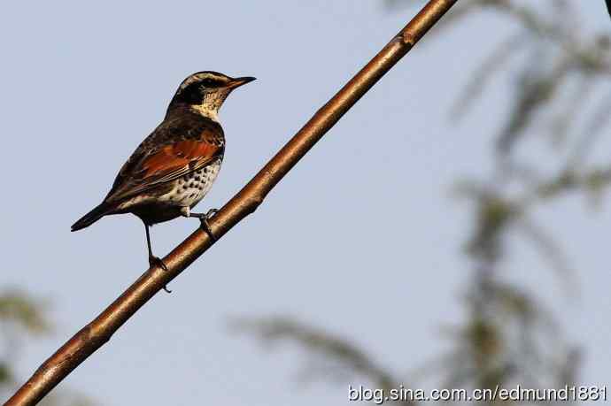 初哥守株待兔之收获