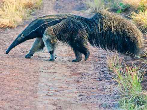 盘点十二大著名食蚁动物:食蚁兽 盘点十二大著名食蚁动物:食蚁兽