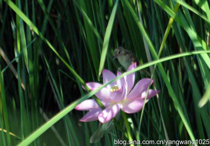 隐藏很深的大苇莺