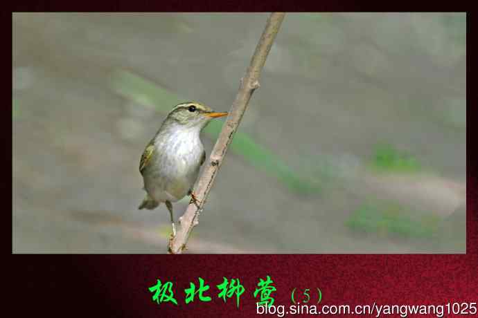 极北柳莺（5）