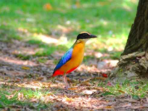 美丽无罪：雀鸟之八色鸫