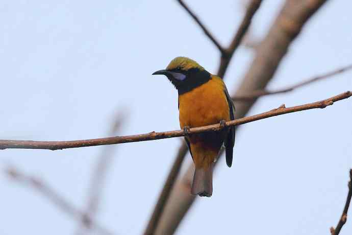 百花岭三日(第一季) 百花岭三日(第一季)