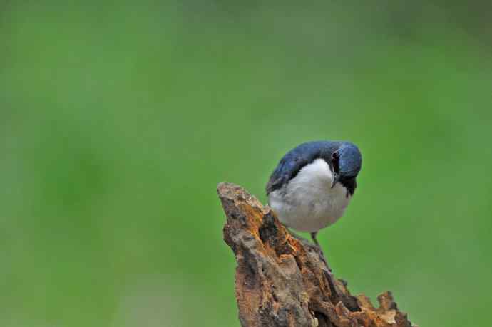 雄性蓝歌鸲（11）