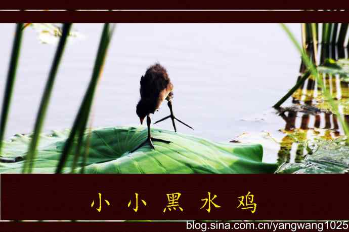 小小黑水鸡