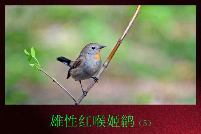 雄性红喉姬鹟（5）