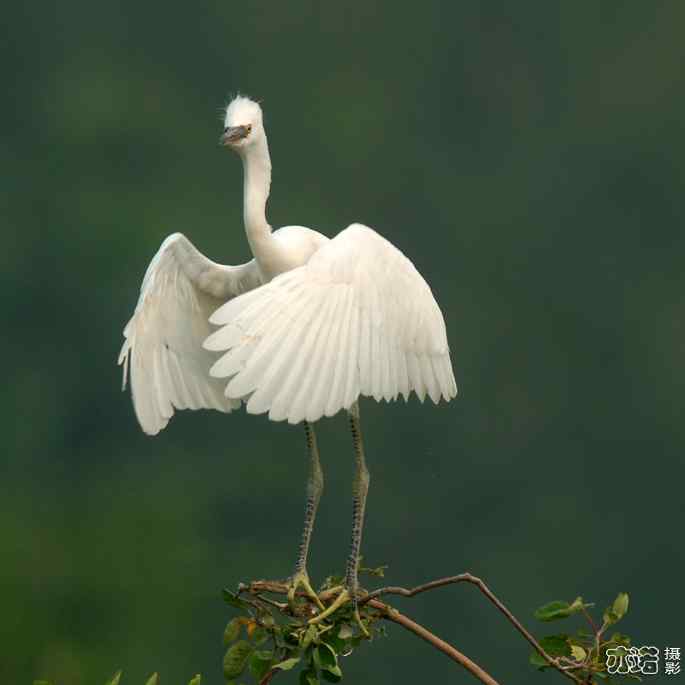 小白鹭与小夜鹭 小白鹭与小夜鹭