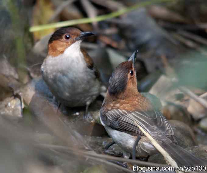 深圳拍鸟新纪录（1）——栗背短脚鹎