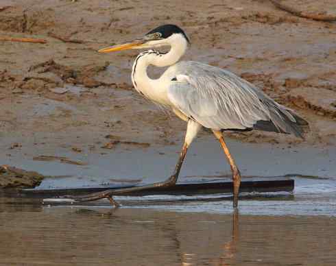 天生猎手：非猛禽类猎手之六（重量级的杀手——大型鹭鸟）