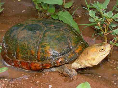 玄武:传说的兽原型探秘(平胸龟) 玄武:传说的兽原型探秘(平胸龟)