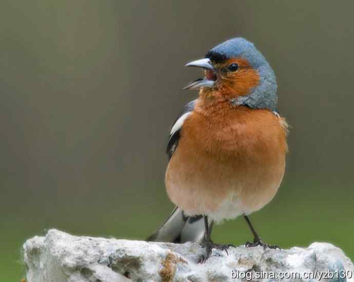 苍头燕雀标准像（组图，12张图片）