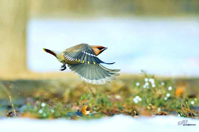 平安夜前再拍太平鸟