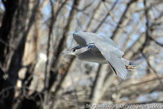 北京动物园的鸟类——飞（夜鹭）2