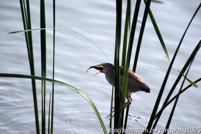 黄苇鳽的早餐（记实）