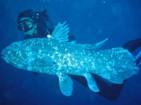 鱼类活化石：矛尾鱼