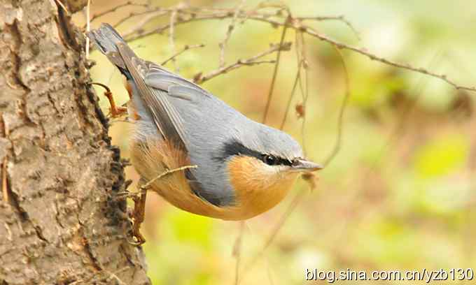 漂亮的跳跃精灵鈥斺斃醺锅[（组图）