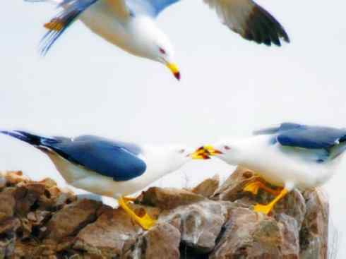 白头鸟系列：另类的美丽10（海鸥）