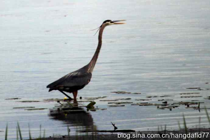 大蓝鹭涉水