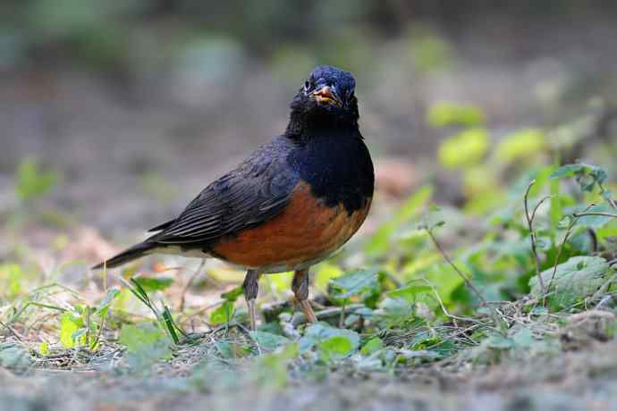 【新鸟】黑胸鸫和乌灰鸫