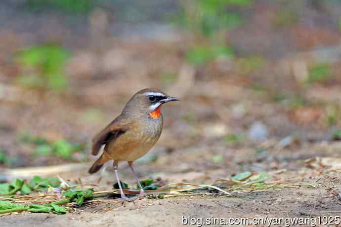 雄性红喉歌鸲（18）