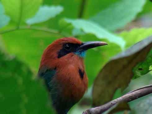 绝色攀禽：佛法僧目之翠鴗2