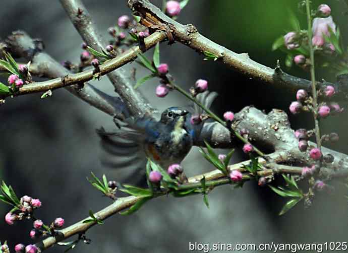 洗浴与梳理（纪实）