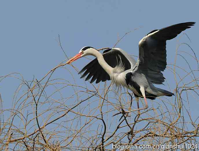 蓝天下勤劳的苍鹭