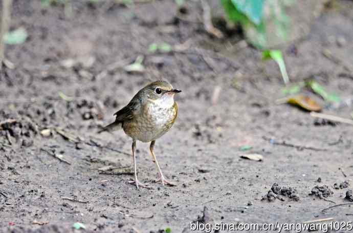 雌性蓝歌鸲（6）