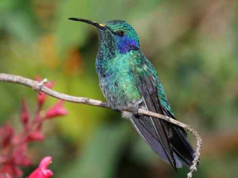 雀鸟也彪悍：别拿豆包不当干粮（蜂鸟）