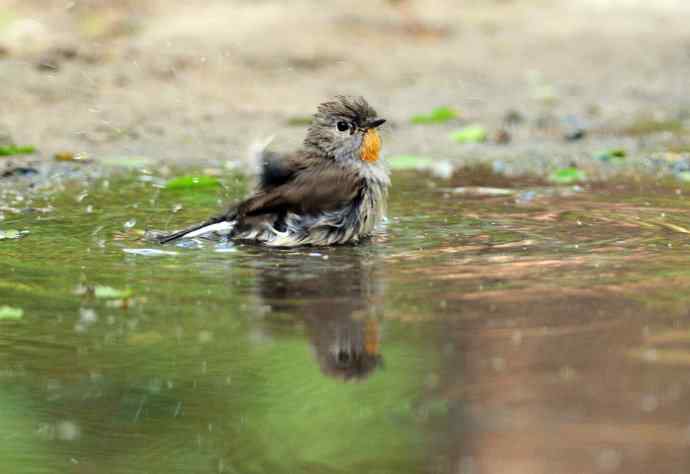 浴（红喉姬鹟）