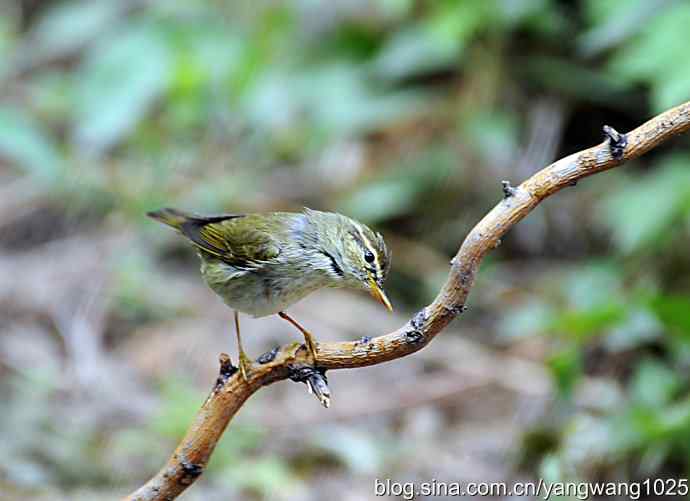 极北柳莺（枝头）2