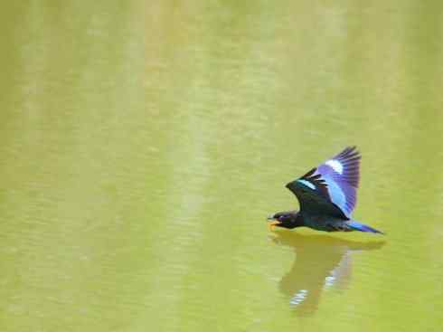 绝色攀禽：佛法僧目之三宝鸟