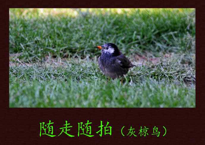随走随拍（灰椋鸟）
