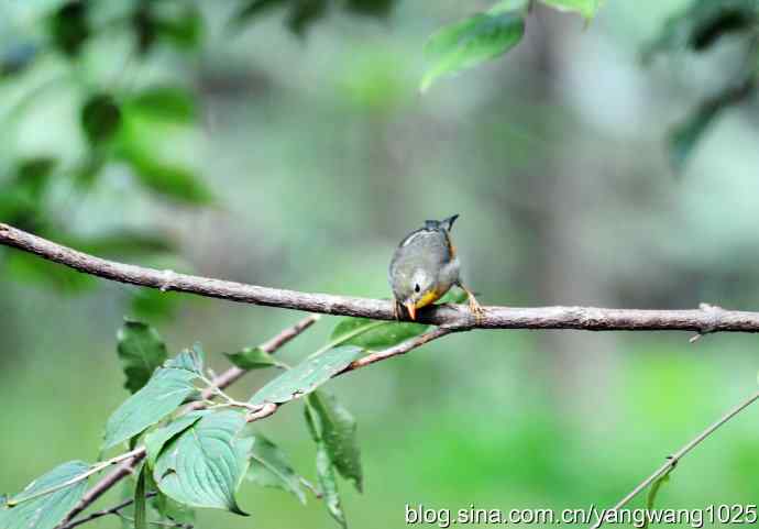 又遇相思鸟（2）