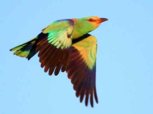 绝色攀禽：佛法僧目之佛法僧