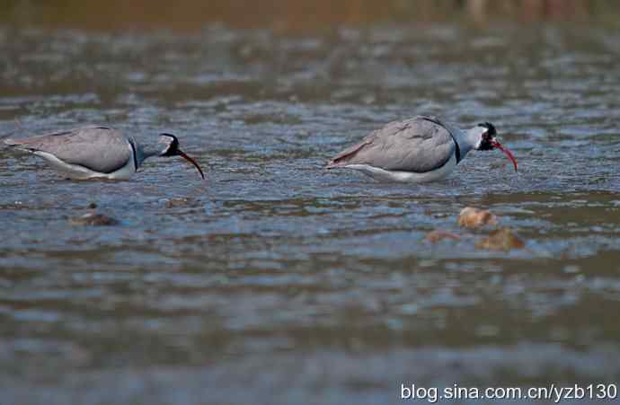 游白河峡谷，观鹮嘴鹬起落飞舞（组图，16张图片）