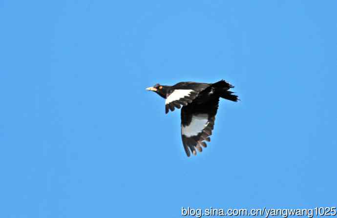 捕捉飞虫的八哥（记实）续2