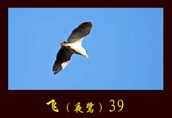 飞（夜鹭）39